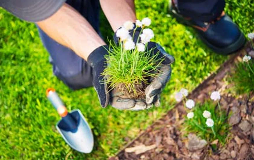 Diseño de Jardines